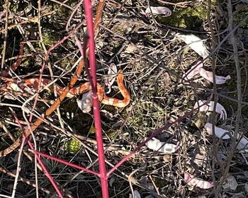 Eine orange-weiß-bräunliche Schlange liegt auf einem mit Gestrüpp bedecktem Boden, um sich herum einige Frostmäuse.