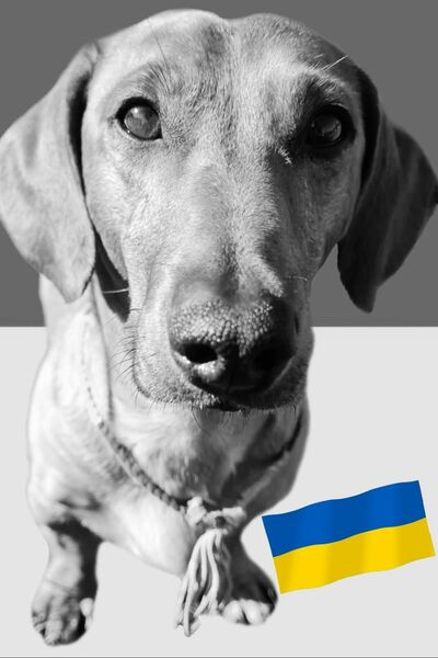 Schwarz-weiß Portrait eines Dackels, klein im Bild die blau-gelbe Ukraine Flagge.