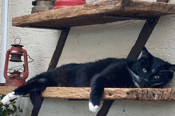 Eine schwarz-weiße Katze liegt auf einem Holzbrett, welches draußen an einer Hauswand befestigt ist.