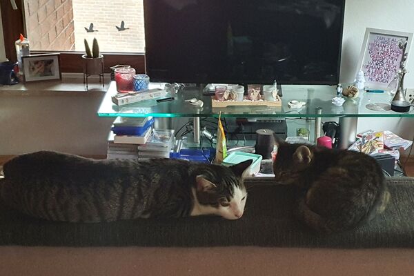 Zwei grau getigerte Katzen, eine davon noch ein Kitten, liegen beieinander auf einer Sofalehne vor einem gläsernen Couchtisch mit Deko und TV.