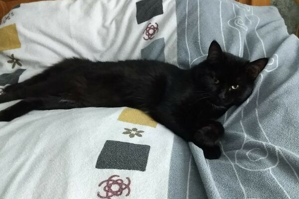 Eine schwarze Katze liegt gemütlich auf gemusterter Bettwäsche auf einem Holzbett.
