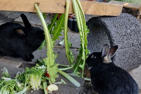 Zwei schwarze Kaninchen im Außengehege, die an Löwenzahnblättern knabbern.