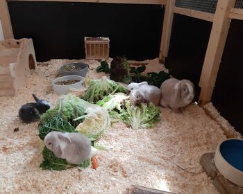 Mehrere Kaninchen in einem Gehege zwischen zwischen Grünfutter und Näpfen