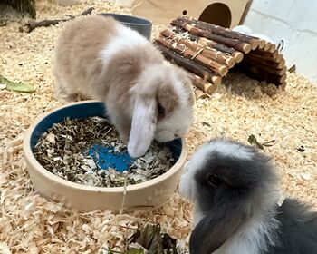 Zwei Kaninchen in ihrem Gehege mit Häuschen und Futternapf.