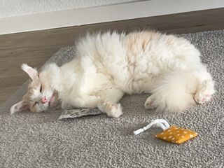 Ein weißer, langhaariger Kater liegt entspannt auf einem hellen Teppich, daneben ein Katzenspielzeug.