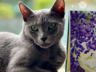 Eine graue Katze liegt neben einem Aufstellkalender mit violettem Blumenmotiv.