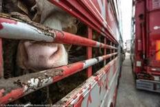 Tiertransporte – insbesondere bei Hitze – sind für Tiere eine Tortur
