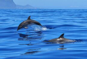 Viele Delfine verenden als Beifang