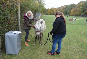 Pony-Seniorin Susi wird von Osteopathin Isabell Kemmerling (links) behandelt