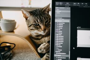 Katze neben Laptop