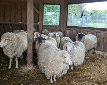 Eine Gruppe Schafe steht im Stall und wartet auf die Schur.