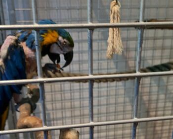 Ein Papagei in einer Voliere.