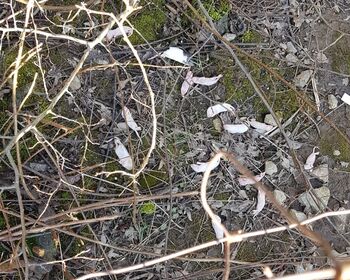 Weiße Frostmäuse auf einem mit Gestrüpp bedecktem Boden.