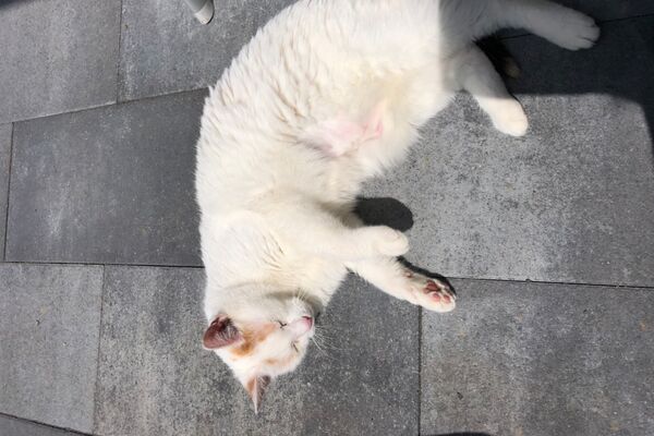 Eine weiße Katze liegt draußen schlafend auf einem grauen Steinboden in der Sonnee