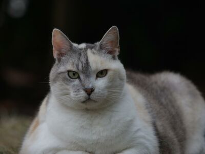 Eine grau-weiße, sehr dicke Katze vor verschwommenem Hintergrund.