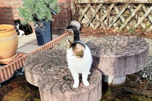 Eine mehrfarbige Katze steht auf einem Mahlstein, welcher mit zwei weiteren Steinen in einem Gartenbrunnen angeordnet ist.