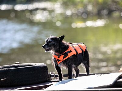 Ein kleiner, zotteliger Hund steht, mit oranger Schwimmweste ausgestattet, auf einem Bootssteg neben einem Autoreifen.r