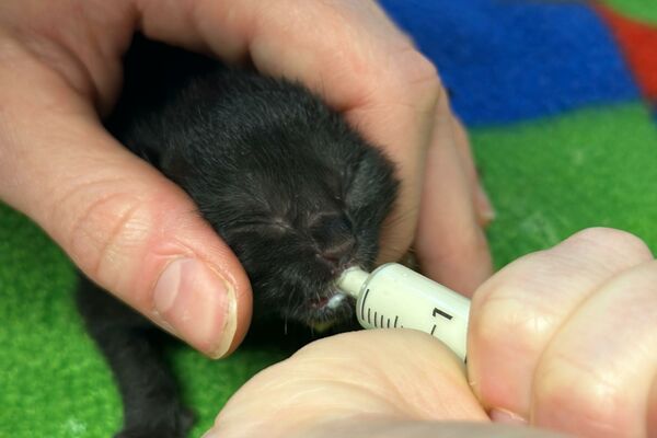 Ein winziges Katzenbaby mit geschlossenen Augen bekommt mit einer Spritze Milch verabreicht.