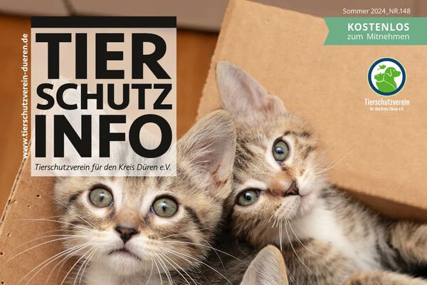 Titelbild der Tierschutz-Info mit Text und einem Foto von drei getigerten Kitten, die aus einem Pappkarton herausschauen.