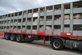 Schweine leiden vielfach auf Tiertransporten