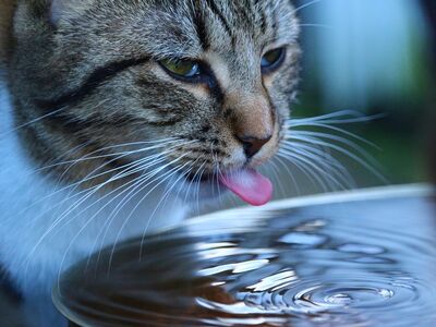 Portraitaufnahme einer Katze, die aus einem Wassernapf trinkt