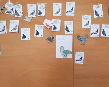 Verschiedene Zeichnungen von Tauben mit Textblase an einer Pinnwand befestigt.