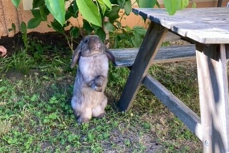 Ein Kaninchen steht in einem Garten neben einem Picknicktisch und macht Männchen.