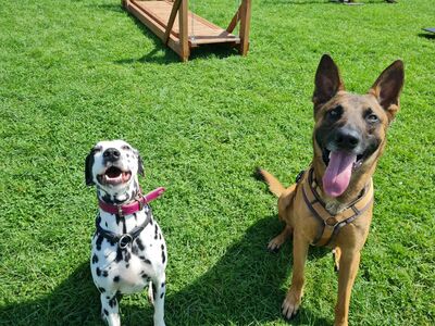 Malinois-Rüde Jack und eine Dalmatiner Hündin sitzen friedlich auf der Hundewiese im Tierheim