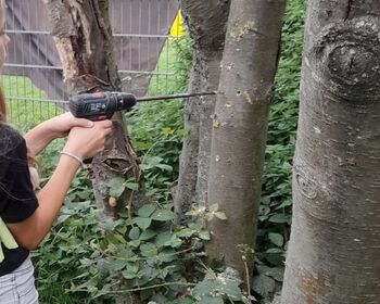 Mit einem elektrischen Bohrer macht ein Mädchen Löcher in einen Baumstamm.
