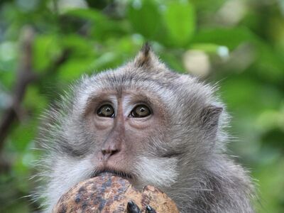 Ein grauer Affe lehnt mit dem Kinn auf eine Kokosnuss und schaut traurig.