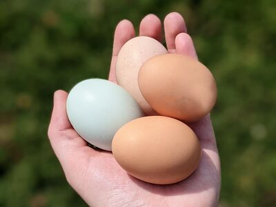 Eine Handvoll brauner und weißer Eier.