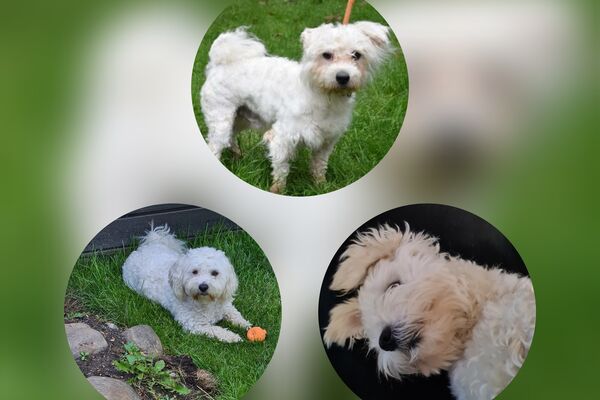 Bildcollage aus drei runden Fotos mit dem Text "Damals" und "Heute". Darauf abgebildet ein kleiner und wuscheliger weißer Hund.