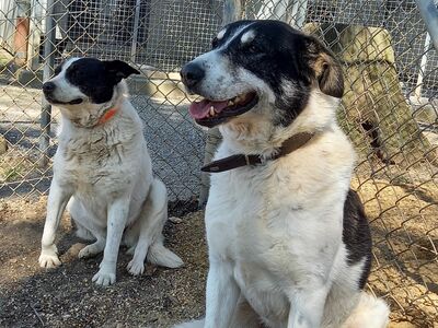 Zwei schwarz-weiße Hunde sitzen im mit Maschendrahtzaun abgetrennten Auslaufbereich des Tierheims