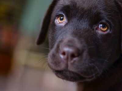 Portrait eines braunen Labradors, der traurig in die Kamera schaut.