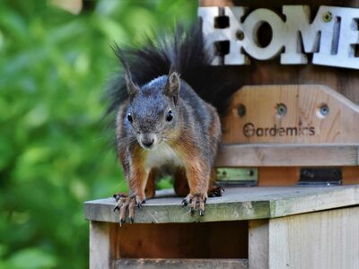 Ein Eichhörnchen sitzt auf einem eckigen Holzkasten, dahinter ein Brett und weiße Holzbuchstaben mit dem Wort "Home".