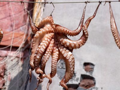 Ein getöteter Oktopus hängt an Haken an einer Metall-Leine.