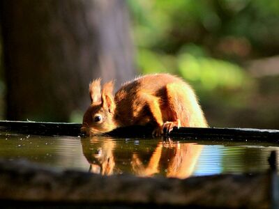 Eichhörnchen lehnt sich über die Umrandung eines großen Wasserbehälters.