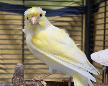 Ein gelber Vogel auf einer Stange in einem Käfig.