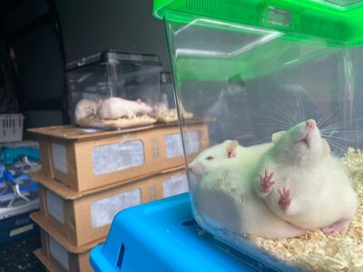 Weiße Ratten in transparenten Kunststoffboxen