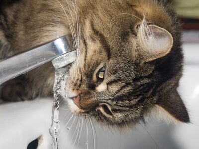 Katzenkopf am Waschbecken, am Wasserhahn trinkend.