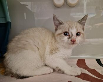 Weißes Katzenkind mit blauen Augen auf einer großflächig gemusterten Decke.