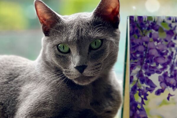 Eine graue Katze liegt neben einem Aufstellkalender mit violettem Blumenmotiv.