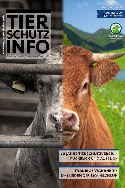 Titel der Tierschutz-Info mit Headlines einiger Themen sowie dem Foto eines Rindes, zur einen Hälfte in Farbe in der Natur, zur anderen Hälfte schwarz-weiß im Stall.