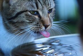 Auch Katzen müssen bei Hitze viel Wasser trinken