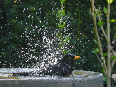 Eine Amsel badet in einer Vogeltränke