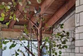 In der Taubenvoliere wurden Baumstämme installiert