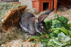 Kaninchen Aegir sucht mit seinem Bruder Logi ein gemeinsames Zuhause