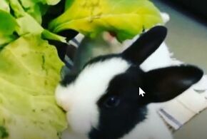 Kaninchen lieben Grünfutter