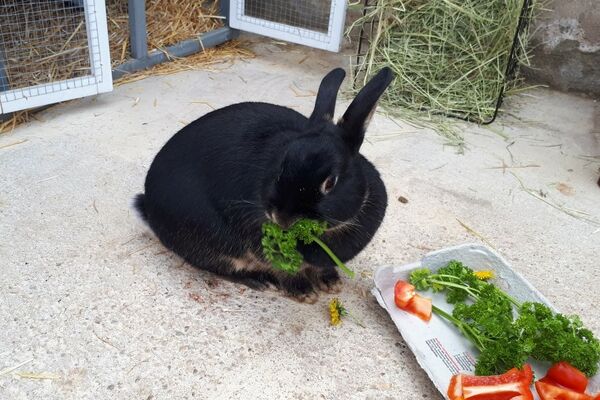Ein schwarzes Kaninchen sitzt im Gehege und knabbert Petersilie, davor eine Schale mit Gemüse.