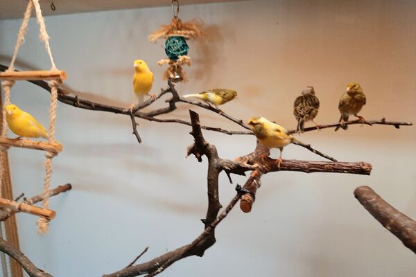 Sechs Kanarienvögel sitzen in einem Zimmer auf dort angebrachten Ästen.